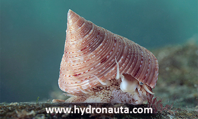 Calliostoma granulatum